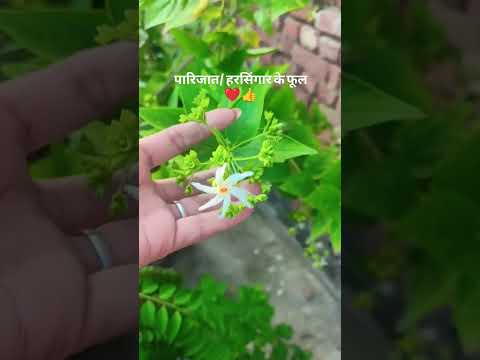 Beautiful हरसिंगार / पारिजात के फूल 🌷👌👍 ||#garden #flowers #harsingar #love #song #trending #shorts
