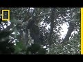 Cross River Gorillas: A Conservation Story