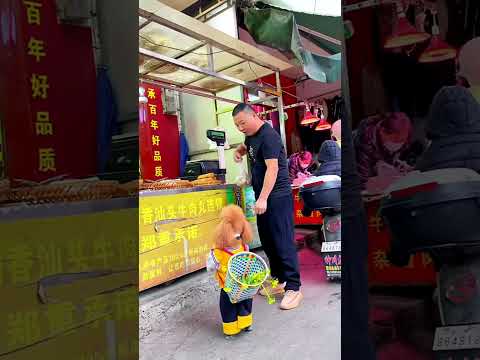 The incredible journey of a two legged walker #shorts