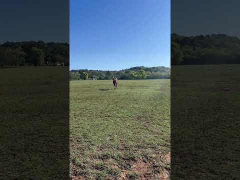 Watching Fox return to his herd is one of my favorite, heartwarming parts of horse ownership 💛
