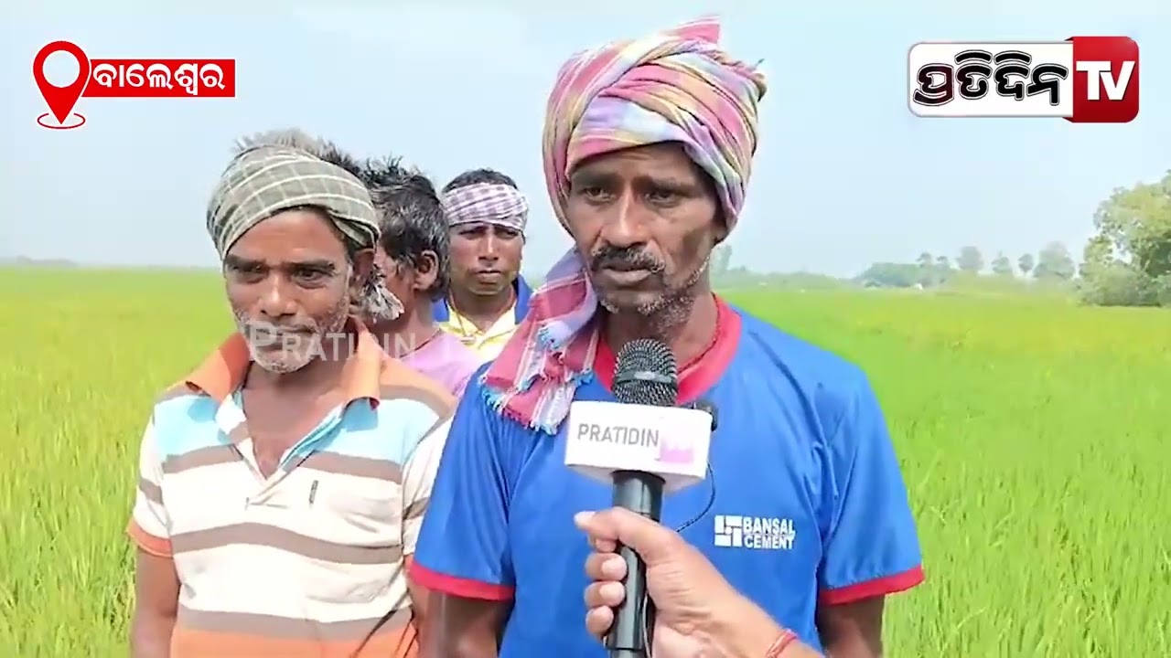 ବାତ୍ୟା ଦାନାକୁ ନେଇ ଚିନ୍ତାରେ ତାଳପଦା ଚାଷୀ, ବର୍ଷକର ଦାନା ଆମର ଚାଲିଯିବ l Cyclone dana, Balasore