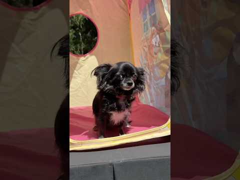 BLUEY TENT FLYING PUDDIN ❤️😱