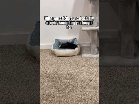 Has the war ended? #cats #funnycats #blindcats