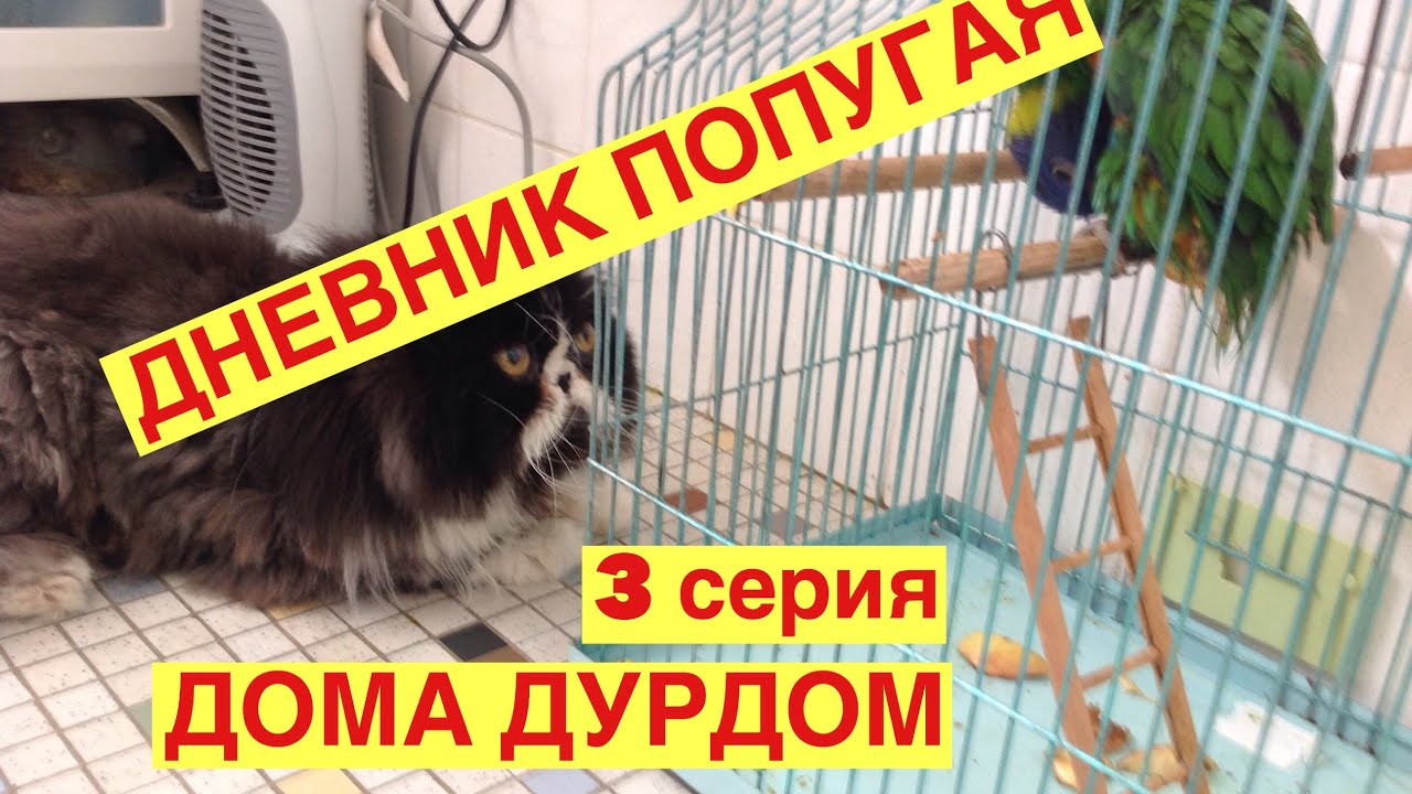 Дневник попугая. Чуть не съели заживо. Бездомный лорикет. Австралия сидней 14. 11. 18