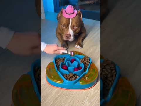 soy el más guapo  de mi family? #viral #perros #perrofeliz #duo