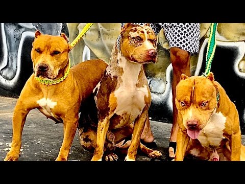 Corte de orelha em cachorro pit bull . Pode ?