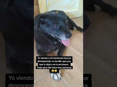 Pobre marinovio😅🙄#memesviral #animalshorts #parejas #tornillo #perros #marido #herramientas #humor