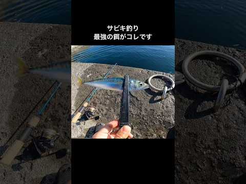 【撒き餌なし】サビキ釣り最強のエサがこれです。