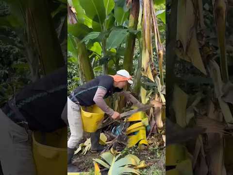 how to agriculture #fruit #plantas #pepperspray #farming #forageharvest #fruitcultivation #garden