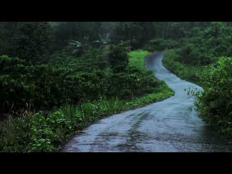 Rain Sounds on the Forest Road | Relaxing Rainfall in Tropical Rainforest: Soothing Sounds for Sleep