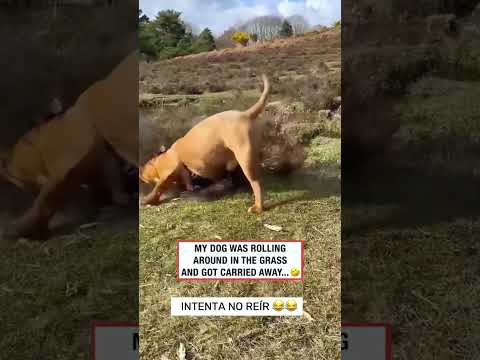 Reto intenta no reír 🤣 #perros #gatos #gracioso #pets #animal #dog #cat #funny #memes #familia