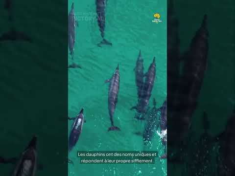 Faits Insolites n°24 #faitsinsolites#leSavaisTu #incroyableMaisVrai#funfact#shorts