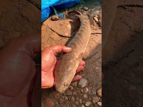 This Fish Changed Everything — Unreal Moment 🐬😮 !! #facts #fish #fishing #latest #fishy