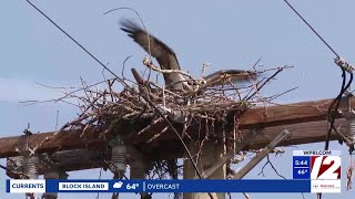 YouTube video thumbnail: RI Osprey Population Sees 38% Drop in Breeding Success