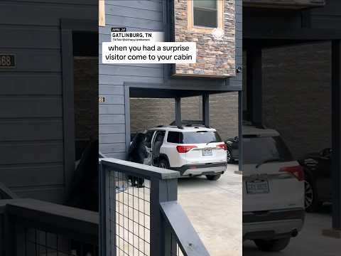 Bear Opens Door, Gets in Family's SUV