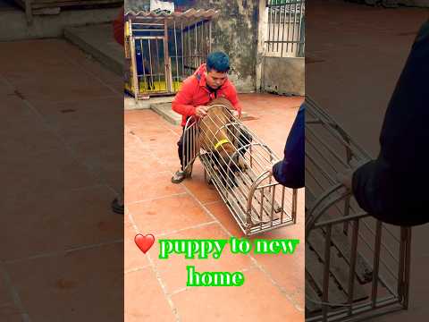 🥰puppy to new home🥰Malinois training dog #malinois #becgie#germanshepherd #chó #pets #dog