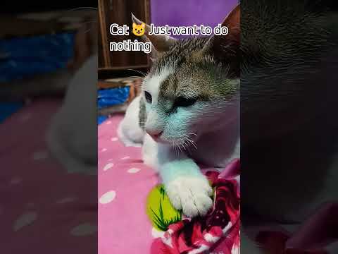 Lazy Cat๐บ #cat#catlover#cutecat