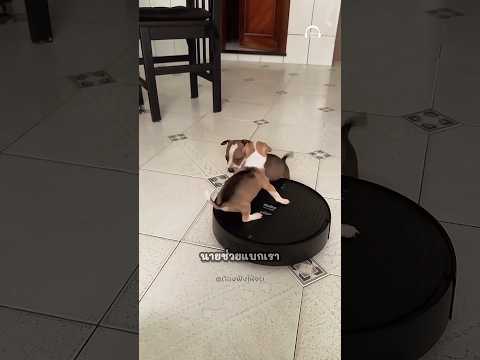 ลูกหมาเจอเพื่อนใหม่ในบ้าน มันจะไม่เหงาอีกต่อไป