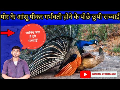 क्या सच में मोरनी मोर के आंसू पीकर गर्भवती होती हैं..?? #peacock #factvideo #rochaktathya #rahasya