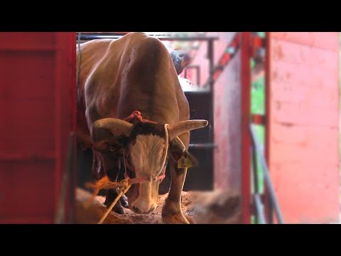 NO PUDIERON CON ESTA TORADA IMPRESIONANTE // RANCHO LA GUARDIA DE EDEN RUIZ 2025