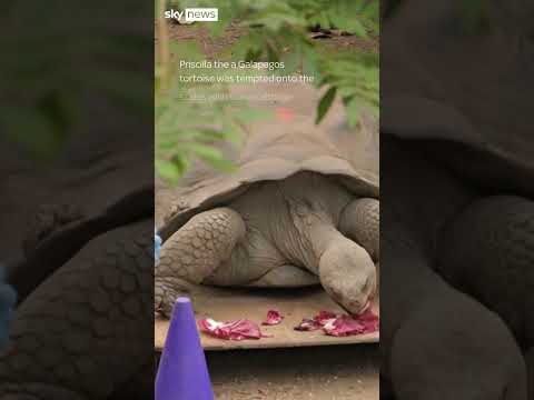 London Zoo holds its annual weigh-in