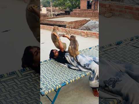 Chandu babu amazing funny video ๐คฃ #monkeyclip #monkeychallenge #funnyclip