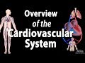 Exploring the Cardiovascular System: Anatomy and Physiology