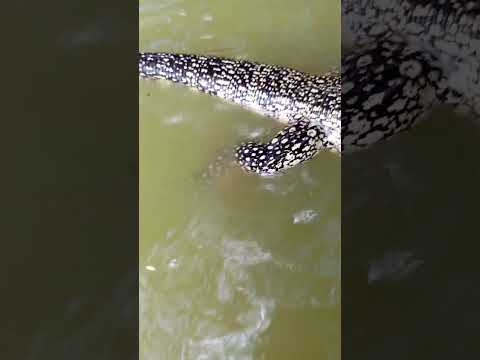 Como se chama esse animal ai na sua cidade teiu ou jacaré #melhorvídeo #mundoselvagem