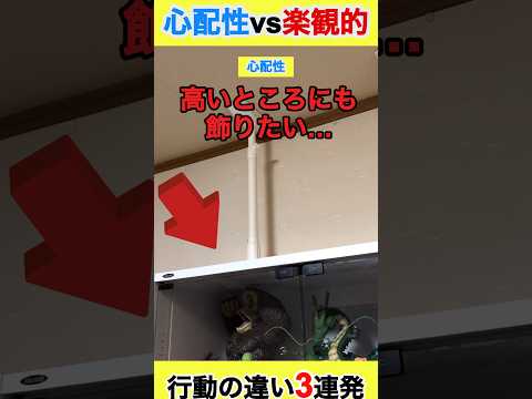 心配性vs楽観的 行動の違い3連発【フィギュア】#shorts #フィギュア #ドラゴンボール #一番くじ