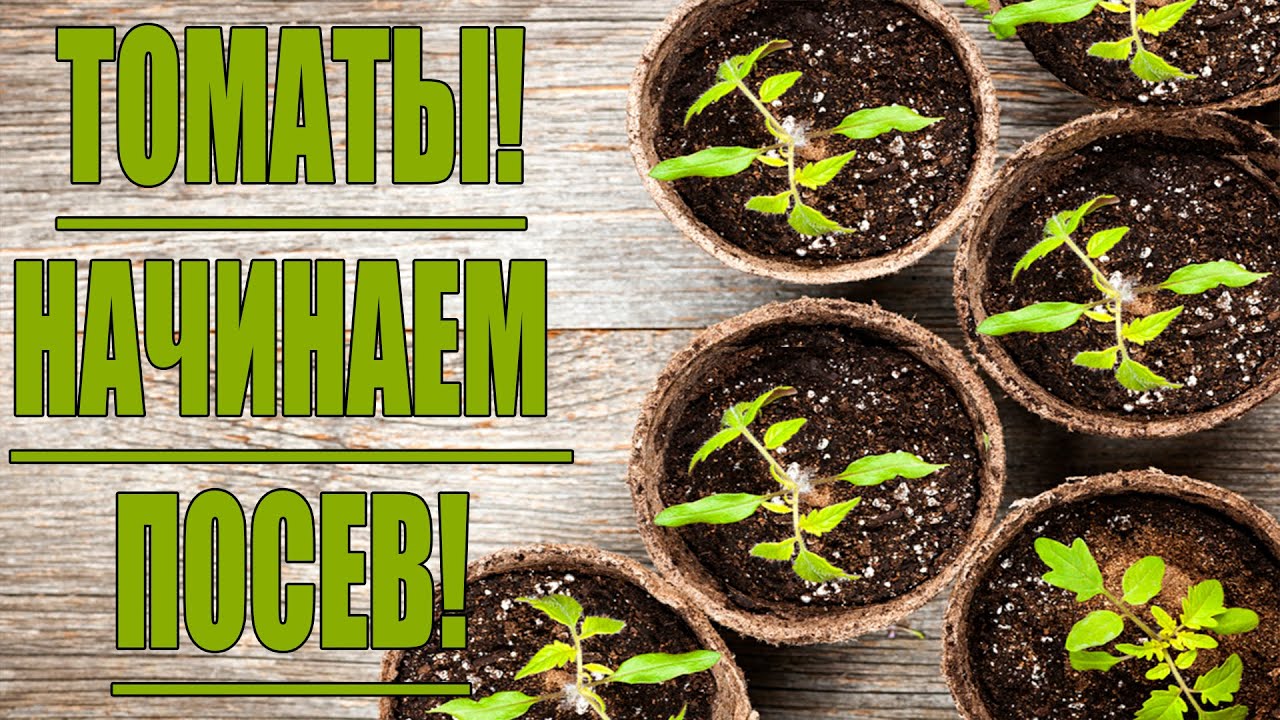 Томаты - шпаргалка по посеву - какой способ выбрать