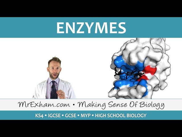 Enzymes | Biology