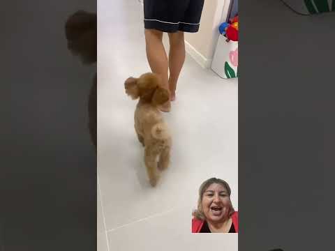 Köpeğin terliklerini giydi adam #funny #dolphinlove #birds #humor #dolphinfish #halay #öneçıkar