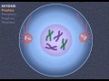 Mitosis and Cell Cycle Concepts