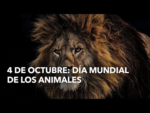 4 de octubre: Día mundial de los animales