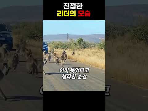 동물의 왕국에서 진정한 리더의 모습 #동물 #리더 #동물의왕국 #대장 #리더십 #재미 #유머 #shorts