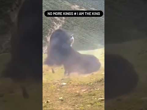 Ultimate Yak, beautiful