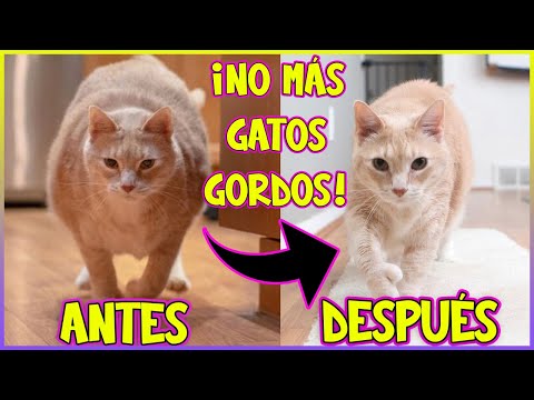 COMO HACER QUE UN GATO ADELGACE DE MANERA SEGURA Y EFECTIVA -SiamCatChannel