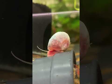 A cool little ramshorn snail in my 10 gallon plant 