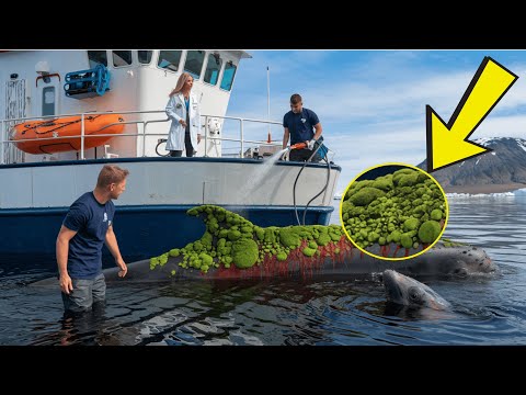Millions of parasitic green algae fungi injured a whale, rescued promptly by a rescue team.