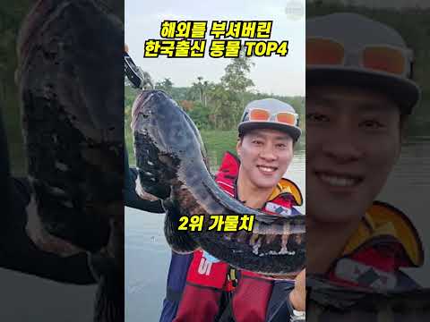 [해외반응] 해외를 부셔버린 한국출신 동물 TOP4