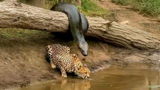 أقتربت أفعى الأناكوندا 🐍 من الفهد الصياد 🐆.. ولكن ما حدث لم يكن متوقعًا! 😮🤯#عالم_ الحيوان