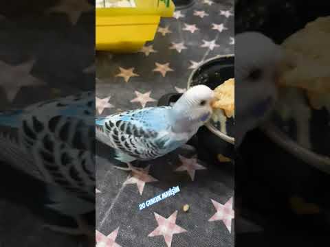 mavişim 20 gunluk oldu ..ucmaya hazirlaniyoruz.#muhabbet #muhabbetkusu #birds #yavrumuhabbetkuşu