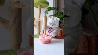 Watermelon ice cream (๑˃̵ഗ˂̴)و🍉 #catcookingfood #cat