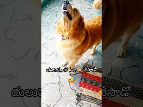 దులుపు అంటే🐕vikki చూడండి😂😂🤣/#cuteanimal #funnydog #vairalvideo