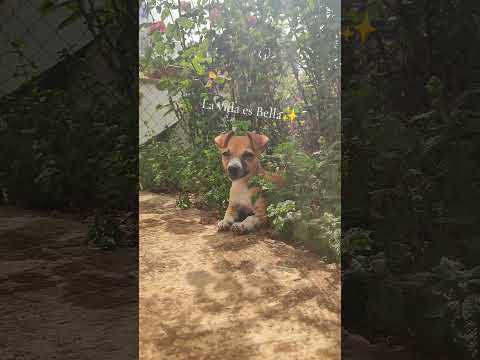 La vida es Bella✨#animalshorts #cachorros #cachorro #memesviral #perros #belleza #humor #amor