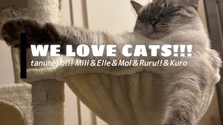 【たぬねこ＃4】癒されすぎ注意  ふわふわ多め
