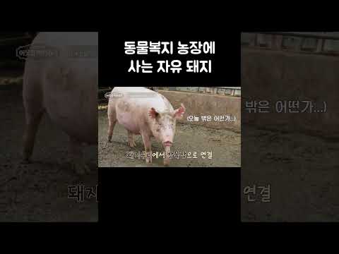 좁은 틀에서 벗어난 자유로운 돼지들 #shorts