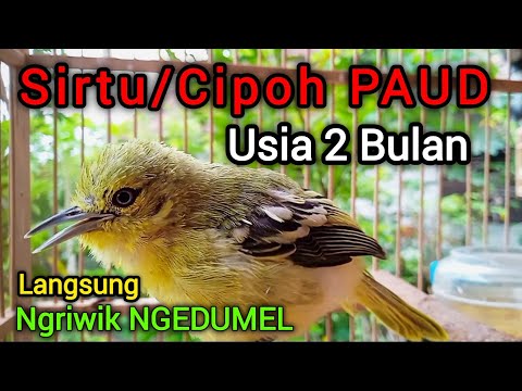 Suara sirtu anakan belajar bunyi usia 2 bilan Sirtu/Cipoh ngeriwik bikin sirpu anakan ikut ngriwik