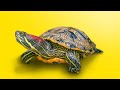 Tortoise and Reptile Care Concepts