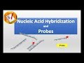 Molecular Techniques in DNA Detection